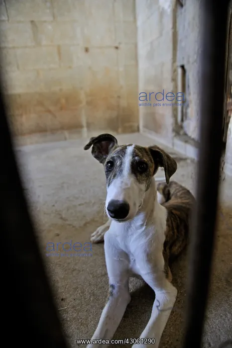 : Galgo female lying behind the bars of his enclosure : Galgo female lying behind the bars of his enclosure