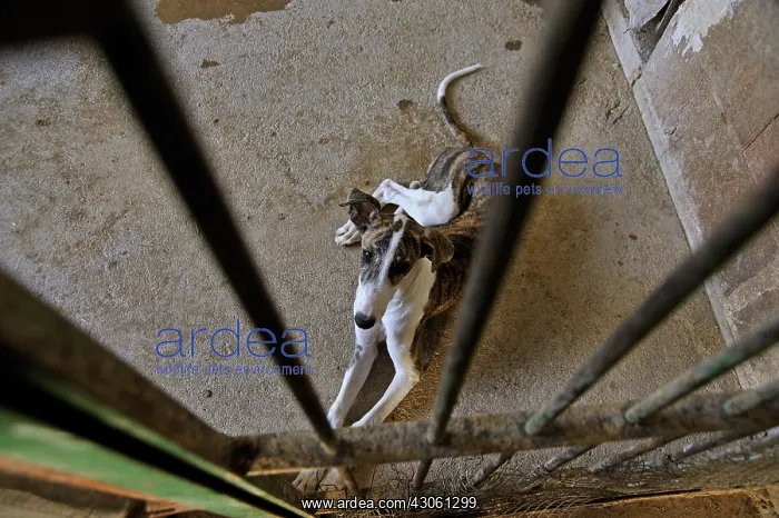 : Galgo female lying behind the bars of his enclosure : Galgo female lying behind the bars of his enclosure