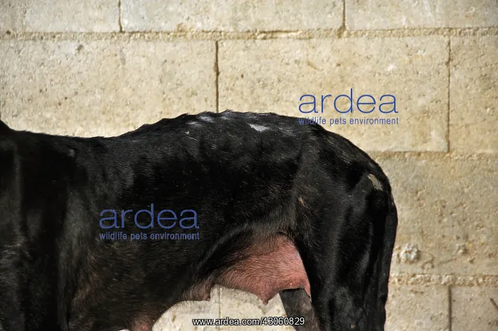  : Galgo female with old wounds on the side Spain