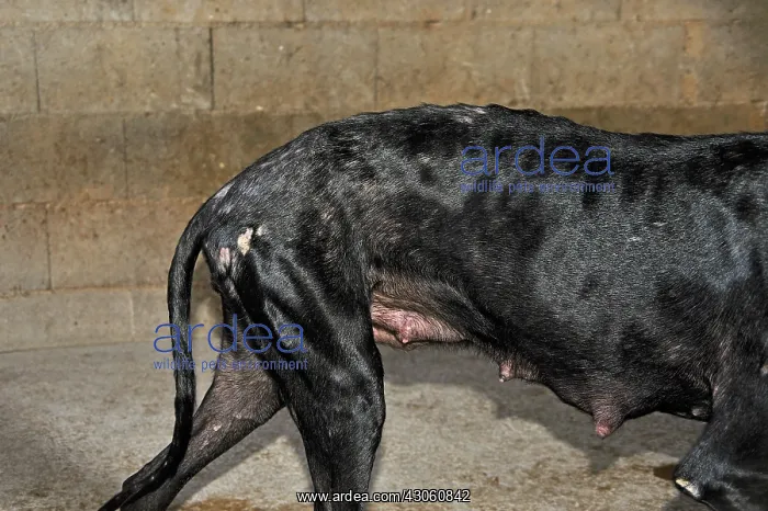 : Galgo female with wounds on the side Spain : Galgo female with wounds on the side Spain