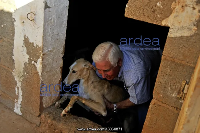 : Galgo frightened dragged from his kennel by his master : Galgo frightened dragged from his kennel by his master