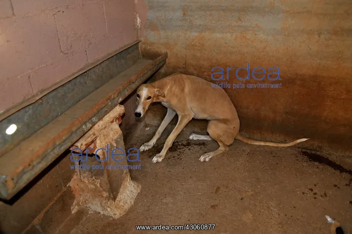 : Galgo huddled frightened in his kennel Spain : Galgo huddled frightened in his kennel Spain