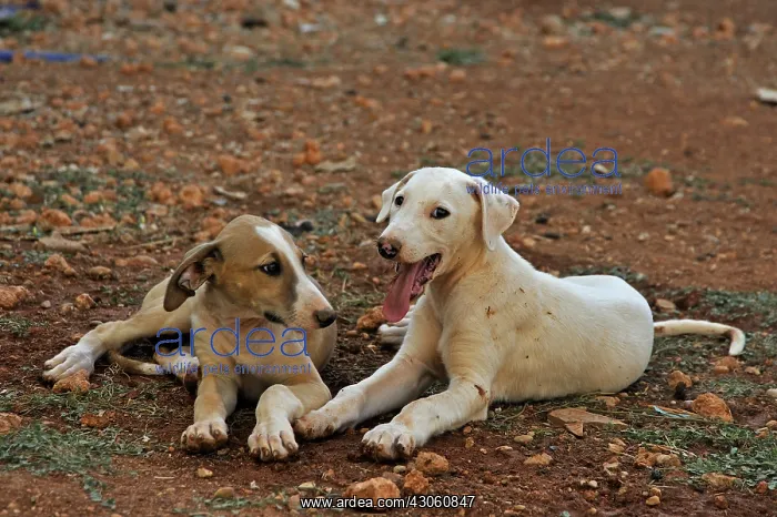 : Galgo puppies aged 2 months lay in their enclosures Spain : Galgo puppies aged 2 months lay in their enclosures Spain