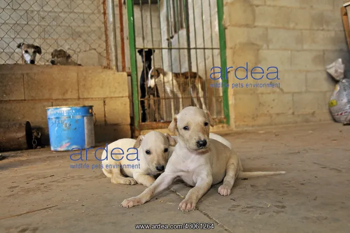 : Galgo puppies one week and Galgos locked in a shed Spain : Galgo puppies one week and Galgos locked in a shed Spain