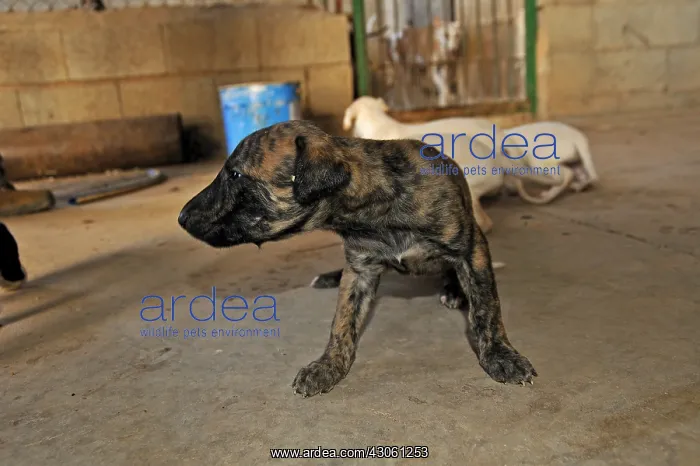  : Galgo puppies a week in a hangar Spain