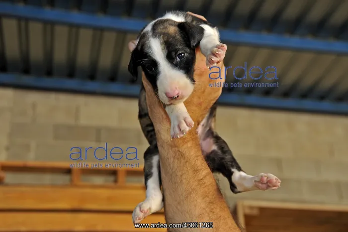  : Galgo puppies one week old hand-held Spain