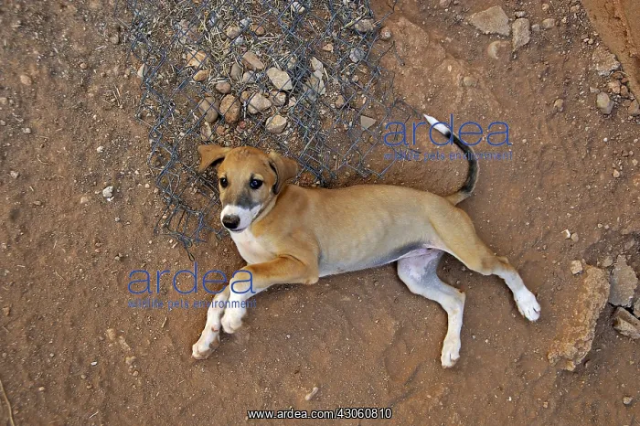 : Galgo puppy aged 2 months lay on a roasting Spain : Galgo puppy aged 2 months lay on a roasting Spain