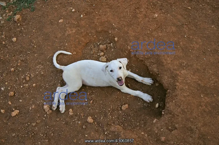 : Galgo puppy aged 2 months lay Spain : Galgo puppy aged 2 months lay Spain