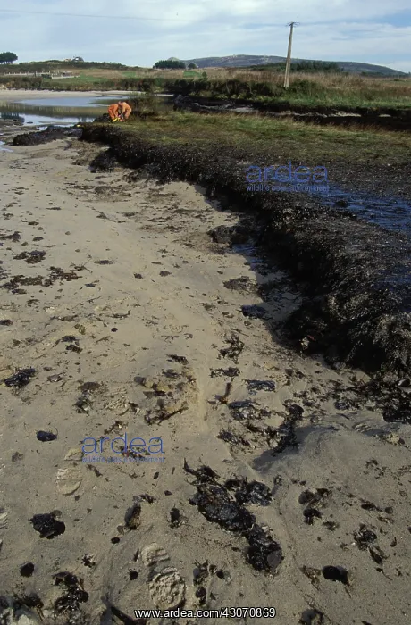 : Galicia Oil Spill : Galicia Oil Spill