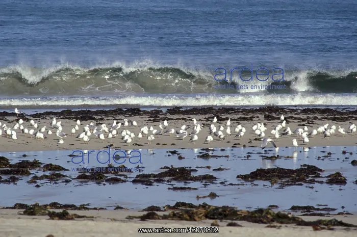 : Galicia Oil Spill : Galicia Oil Spill