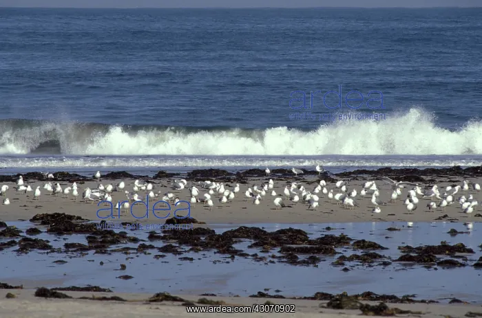  : Galicia Oil Spill