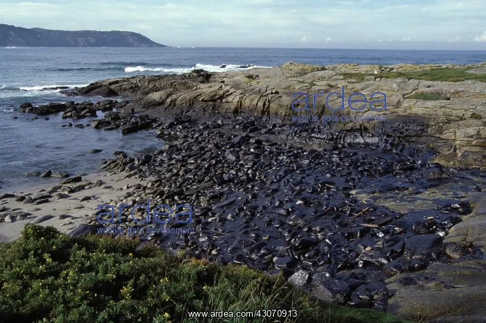 : Galicia Oil Spill : Galicia Oil Spill