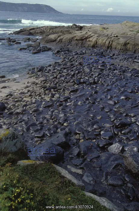 : Galicia Oil Spill : Galicia Oil Spill