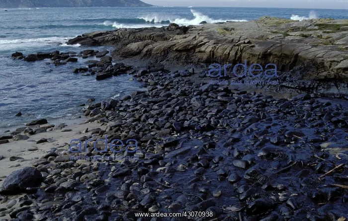 : Galicia Oil Spill : Galicia Oil Spill