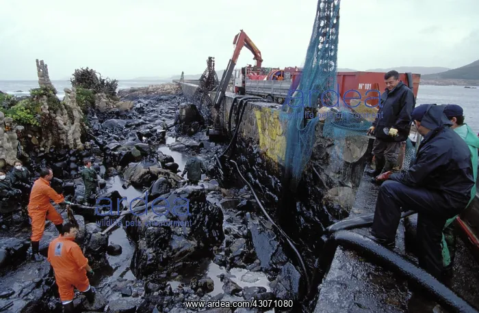 : Galicia Oil Spill : Galicia Oil Spill