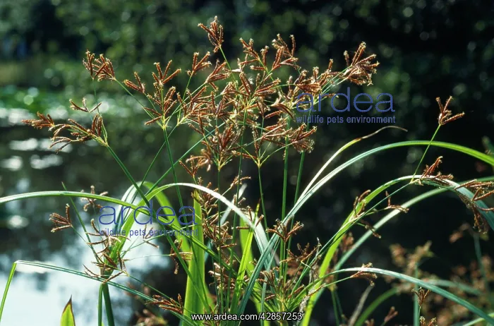  : Galingale (Cyperus longus)