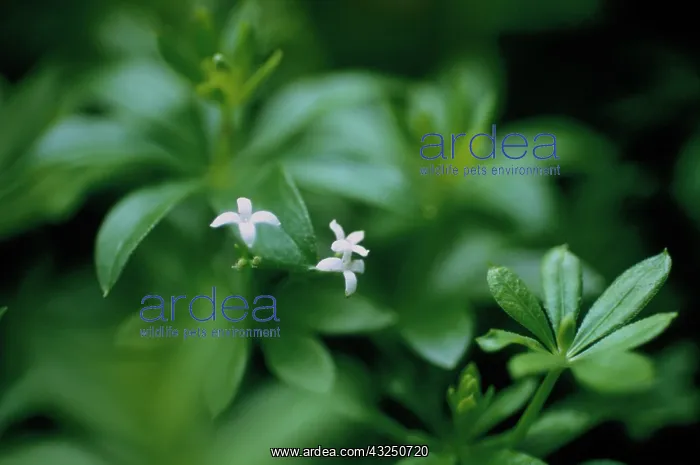 : Galiumodoratum, Woodruff, Sweet Woodruff : Galiumodoratum, Woodruff, Sweet Woodruff