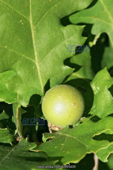 : Gall (Cynips quercusfolii ). Nesque gorges - Vaucluse - PACA - France : Gall (Cynips quercusfolii ). Nesque gorges - Vaucluse - PACA - France