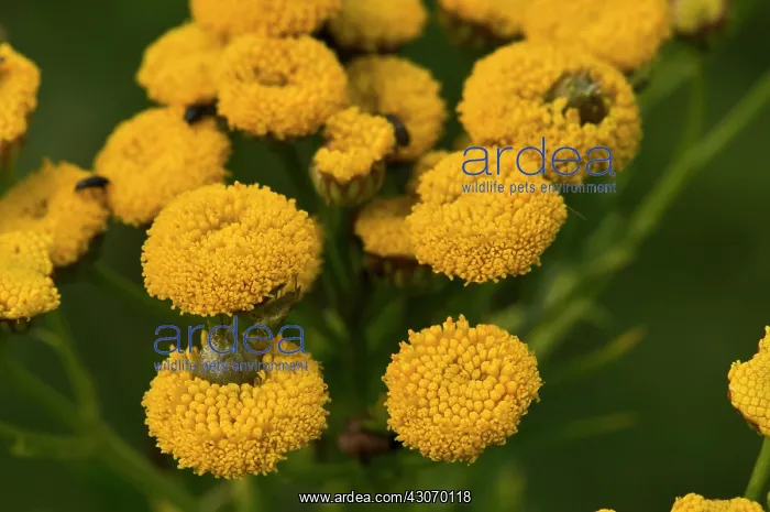 : Gall from Gall midge (Rhopalomyia tanaceticola) : Gall from Gall midge (Rhopalomyia tanaceticola)