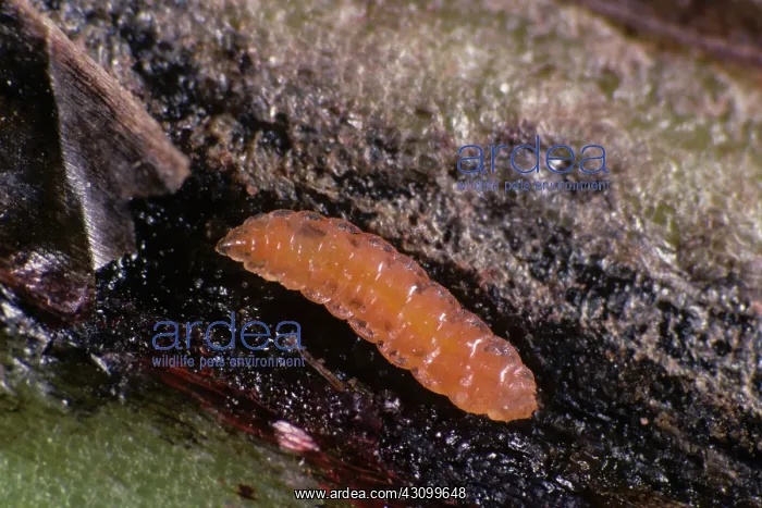 : Gall midge (Reseliellia sp.) : Gall midge (Reseliellia sp.)
