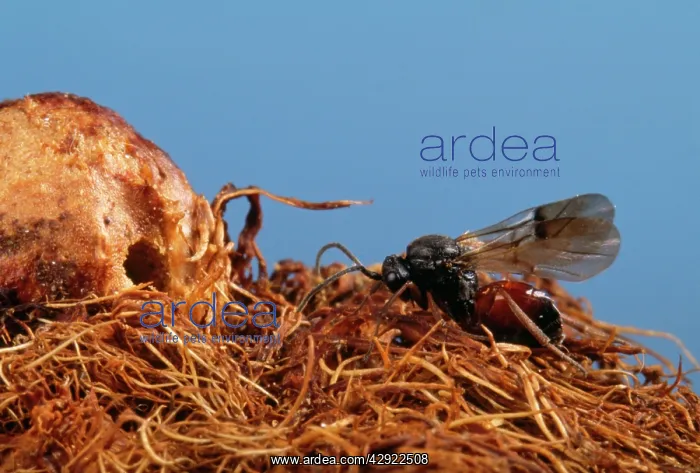 : Gall Wasp - adult leaving gall on wild rose plant : Gall Wasp - adult leaving gall on wild rose plant