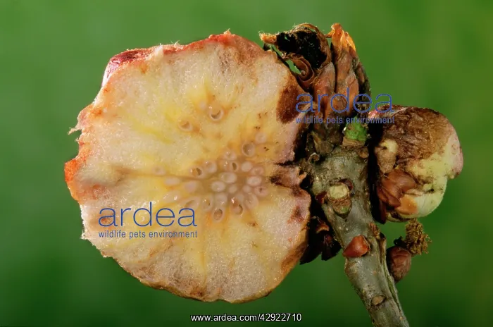 : Gall Wasp - cross section : Gall Wasp - cross section