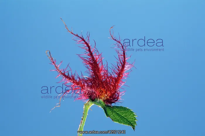 : Gall Wasp / RobinIs Pincushion : Gall Wasp / RobinIs Pincushion