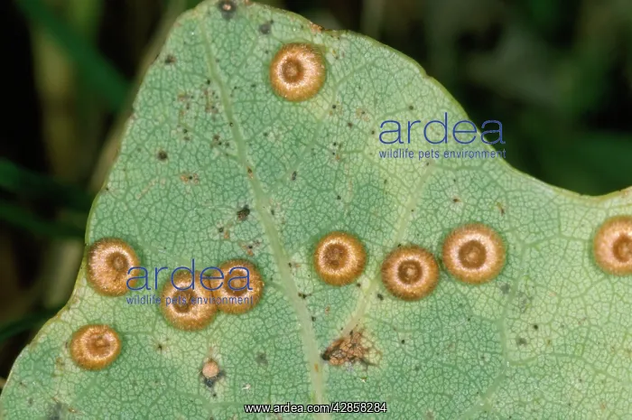 : Gall-wasp - Silk Button Spangle Galls on Oak : Gall-wasp - Silk Button Spangle Galls on Oak