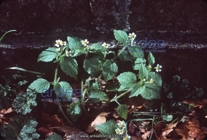 : GALLANT SOLDIER : GALLANT SOLDIER