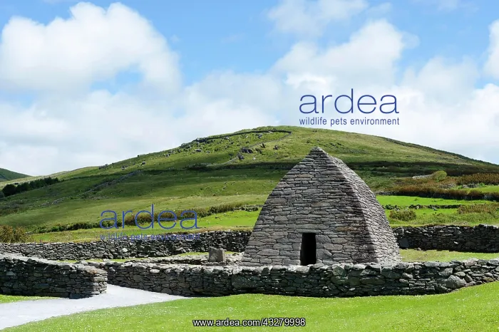 : Gallarus Oratory, stone church, 6th to 8th Century : Gallarus Oratory, stone church, 6th to 8th Century