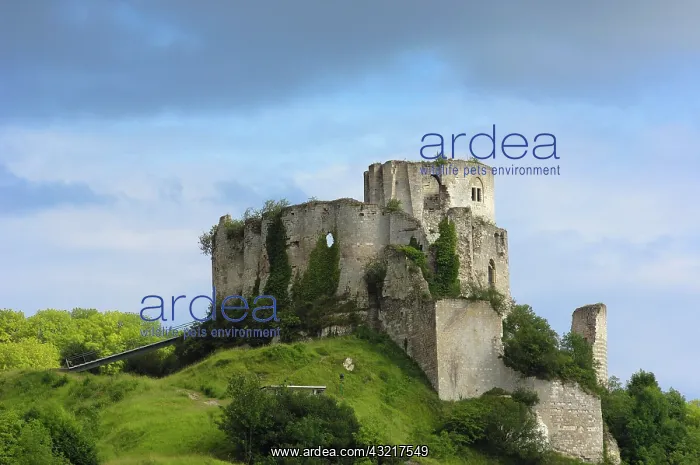 : Galliard Castle, Ch&, xe2;teau-Gaillard, Les Andelys : Galliard Castle, Ch&, xe2;teau-Gaillard, Les Andelys