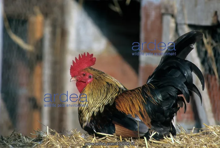 : Gallic rooster on hay : Gallic rooster on hay