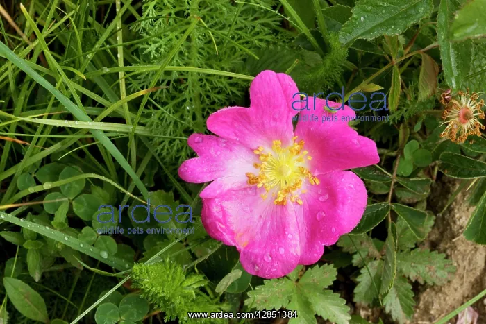 : Gallic Rose or Rose of Provence - also known as : Gallic Rose or Rose of Provence - also known as