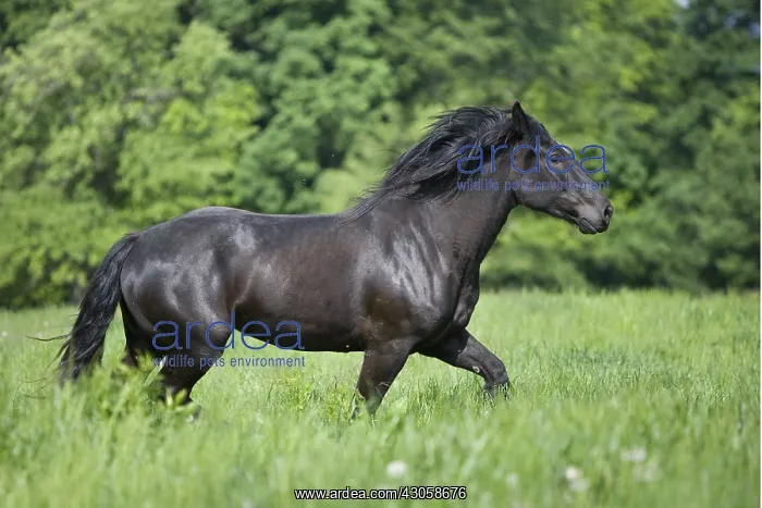 : Gallop of a Percheron drought in a meadow Bouxwiller France : Gallop of a Percheron drought in a meadow Bouxwiller France