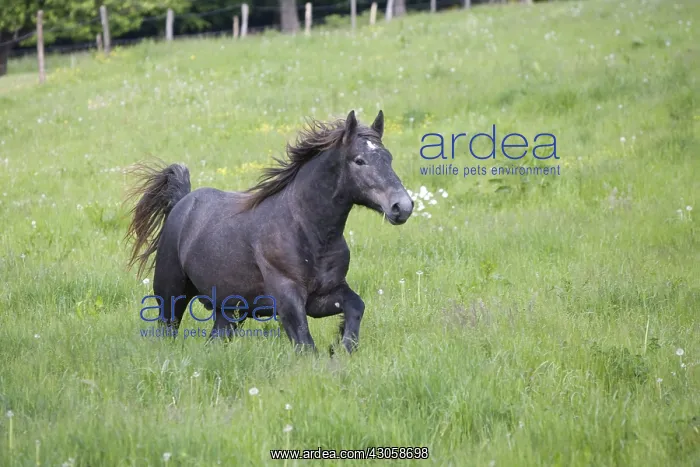 : Gallop of a Percheron drought in a meadow Bouxwiller France : Gallop of a Percheron drought in a meadow Bouxwiller France