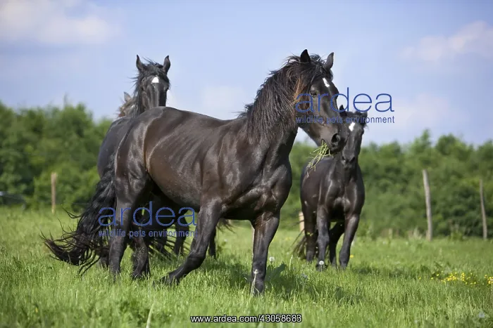 : Gallop of Percheron droughts in a meadow Bouxwiller France : Gallop of Percheron droughts in a meadow Bouxwiller France