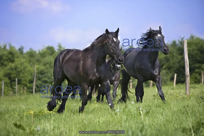 : Gallop of Percheron droughts in a meadow Bouxwiller France : Gallop of Percheron droughts in a meadow Bouxwiller France