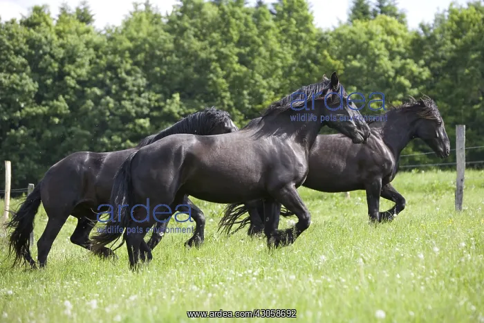 : Gallop of Percheron droughts in a meadow Bouxwiller France : Gallop of Percheron droughts in a meadow Bouxwiller France