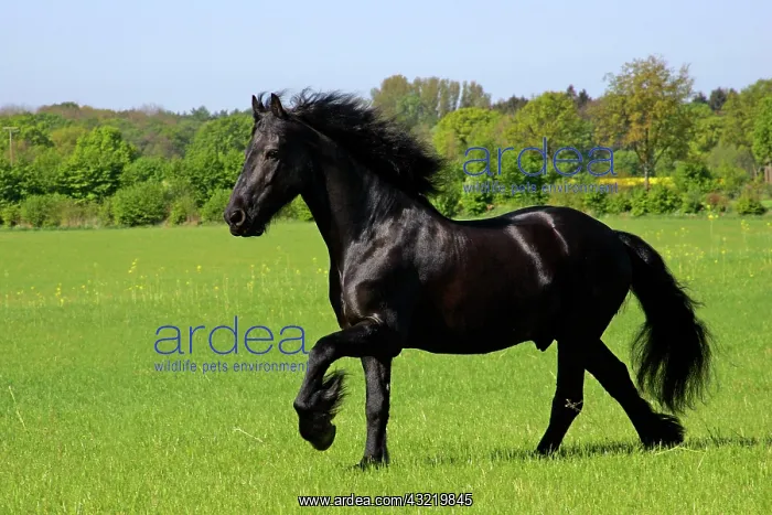 : Galloping frisian horse - gelding (Equus przewalskii : Galloping frisian horse - gelding (Equus przewalskii