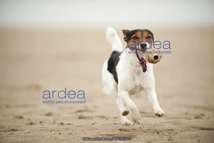 : Galloping Jack Russell Terrier on the beach : Galloping Jack Russell Terrier on the beach