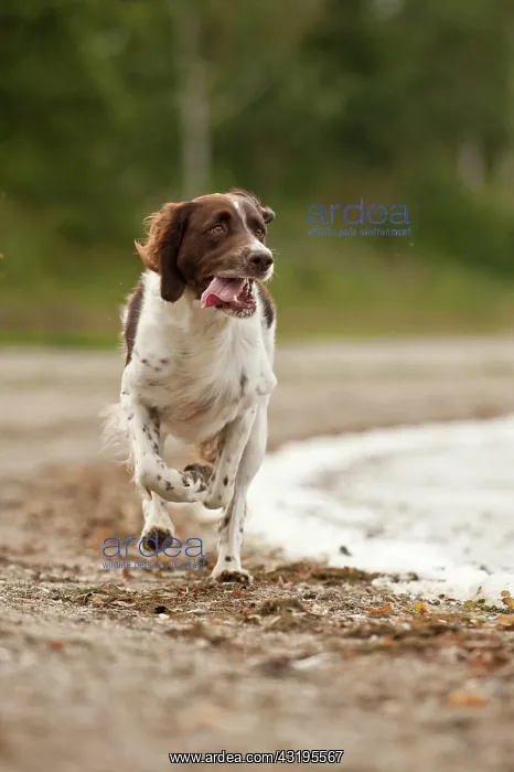 : Galloping Small Munsterlander : Galloping Small Munsterlander