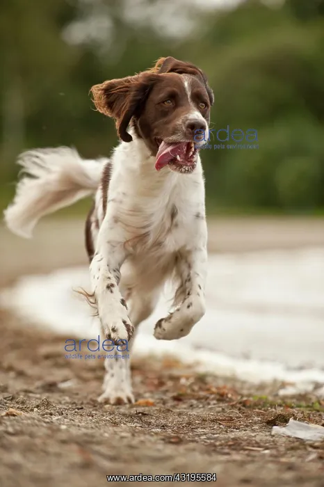 : Galloping Small Munsterlander : Galloping Small Munsterlander