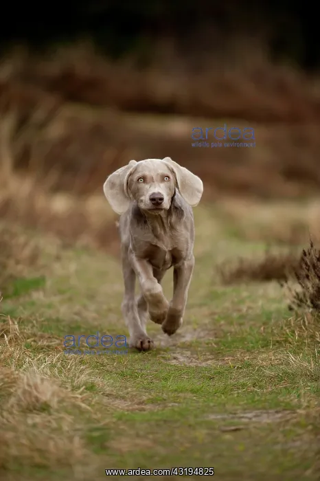 : Galloping Weimaraner puppy : Galloping Weimaraner puppy