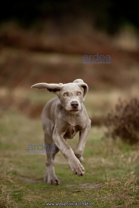 : Galloping Weimaraner puppy : Galloping Weimaraner puppy