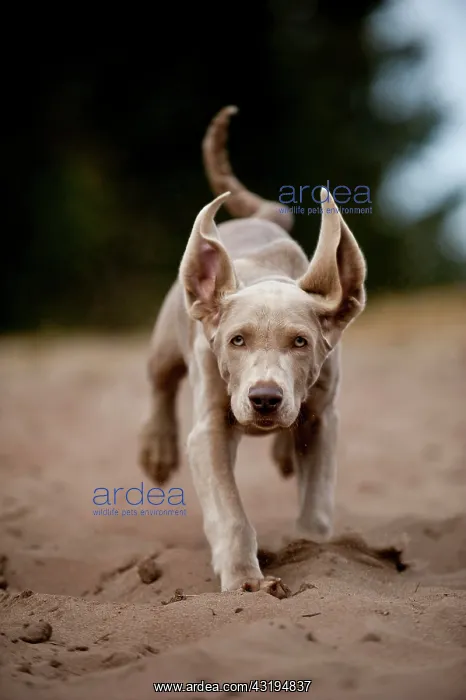 : Galloping Weimaraner puppy : Galloping Weimaraner puppy