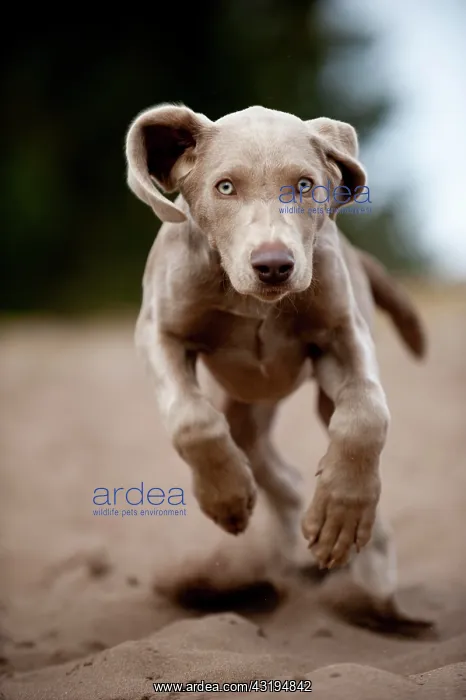 : Galloping Weimaraner puppy : Galloping Weimaraner puppy