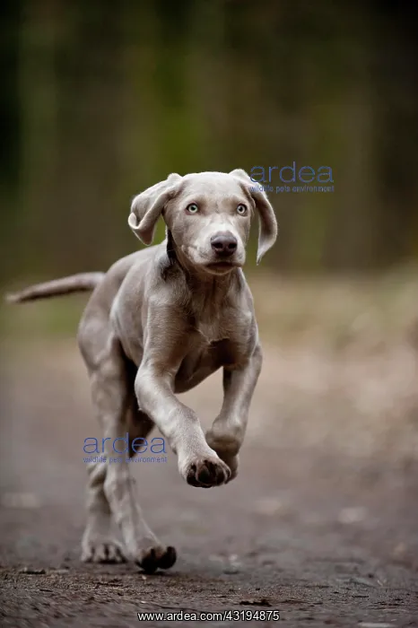 : Galloping Weimaraner puppy : Galloping Weimaraner puppy