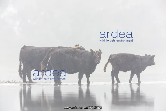 : Galloway. Three Galloway cattle walking through a floddplain on a foggy : Galloway. Three Galloway cattle walking through a floddplain on a foggy