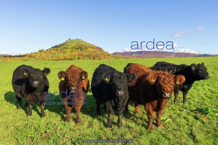 : Galloway cattle (Bos primigenius taurus) on pasture : Galloway cattle (Bos primigenius taurus) on pasture