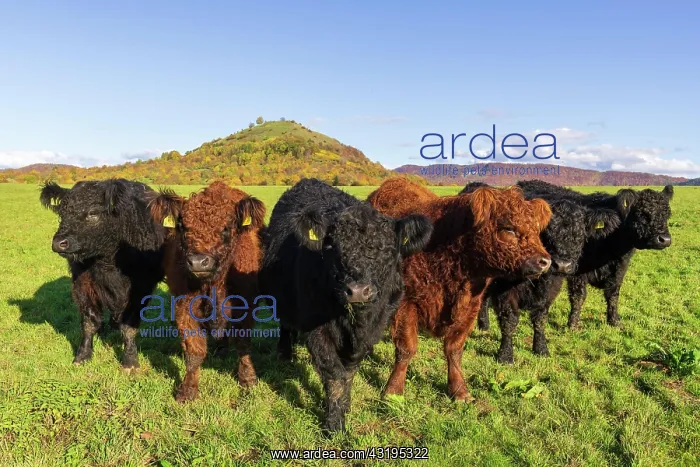  : Galloway cattle (Bos primigenius taurus), Swabian
